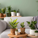 Is Home Advice Decadgarden the Answer to Your Home Problems?